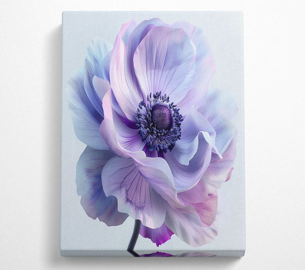  A Canvas Print of Anemone Canvas Art