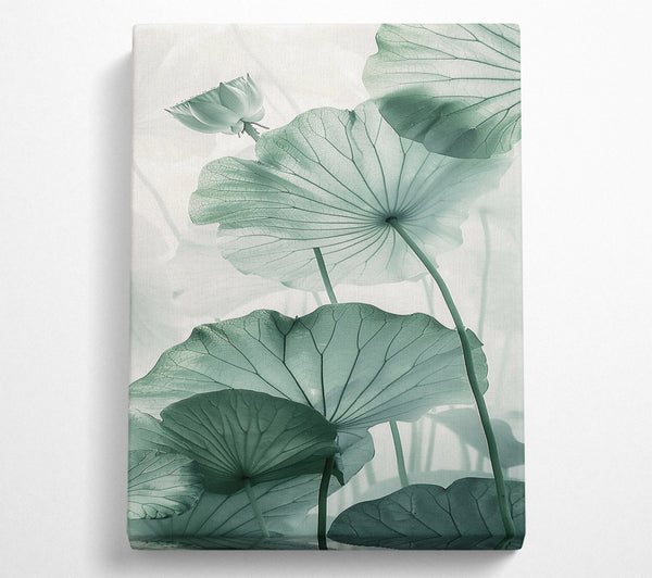  A Canvas Print of Tranquil Beauty Canvas Art