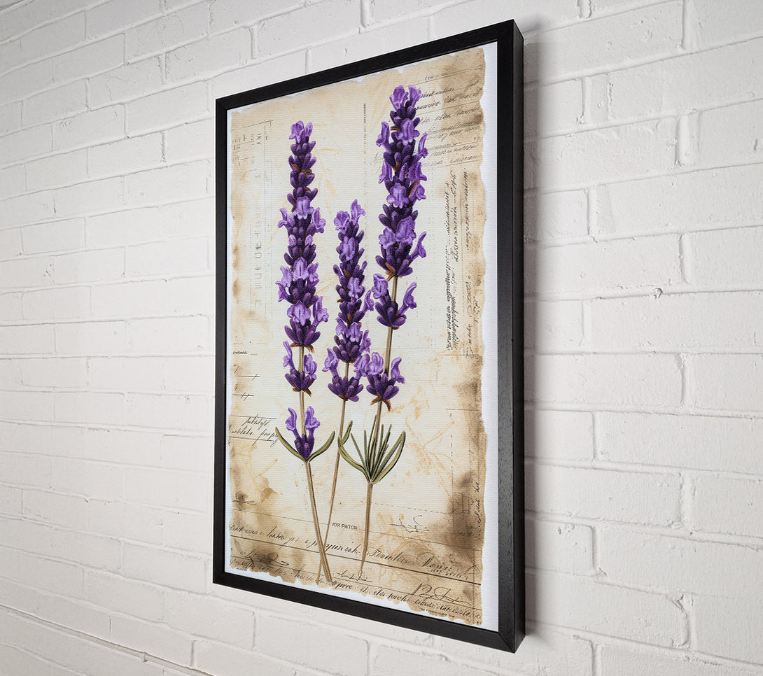  A Canvas Print of Lavender Botanical Study Canvas Wall Art
