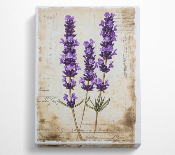  A Canvas Print of Lavender Botanical Study Canvas Wall Art