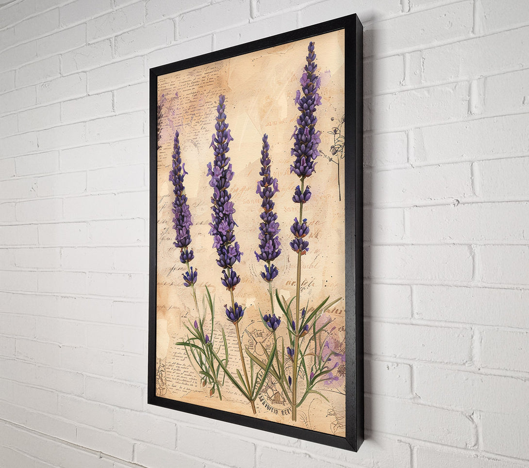  A Canvas Print of Lavender Field Canvas Print