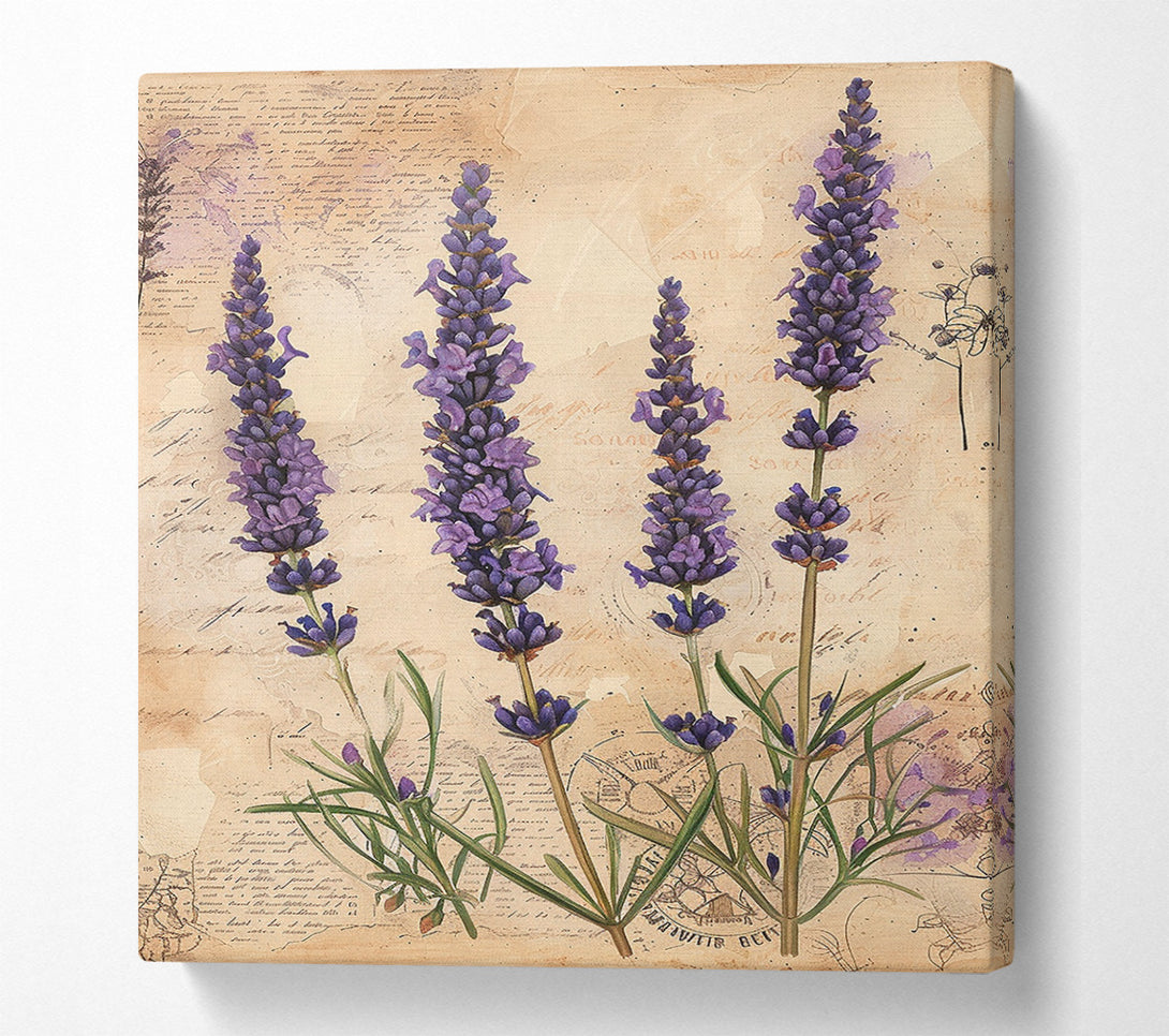  A Canvas Print of Lavender Field Canvas Print