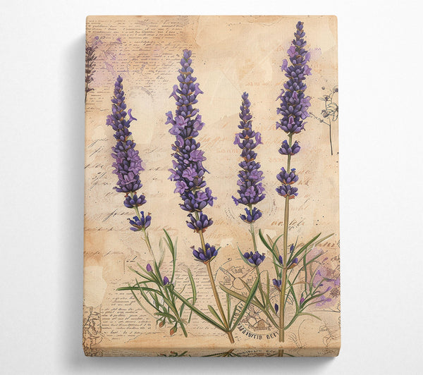  A Canvas Print of Lavender Field Canvas Print