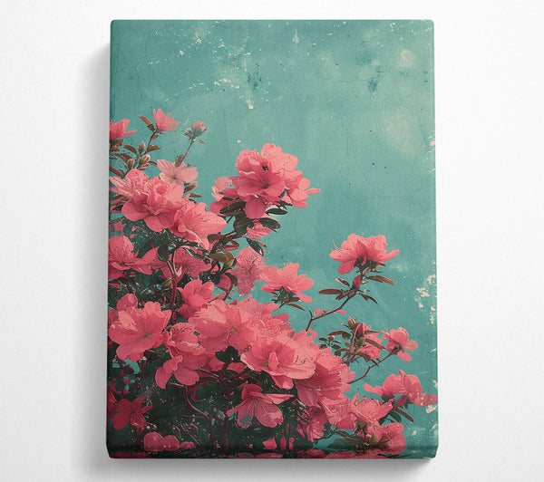  A Canvas Print of Pink Azaleas In Bloom Canvas Art