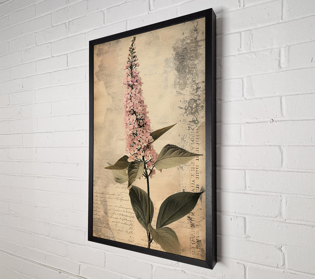  A Canvas Print of Vintage Botanical Study Canvas Art