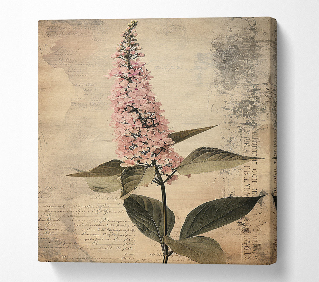  A Canvas Print of Vintage Botanical Study Canvas Art