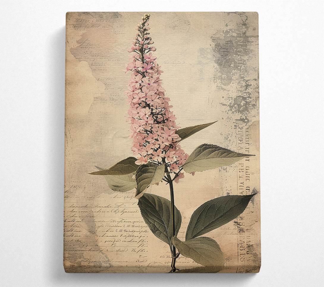  A Canvas Print of Vintage Botanical Study Canvas Art
