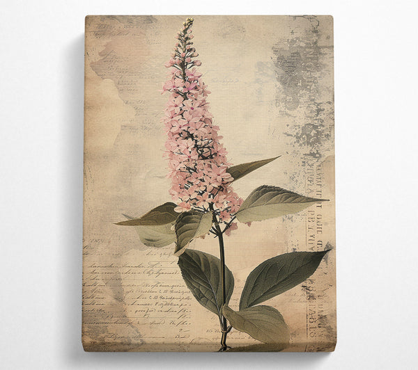  A Canvas Print of Vintage Botanical Study Canvas Art