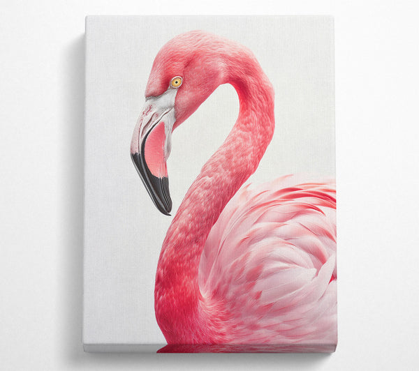  A Canvas Print of Blushing Beauty Canvas Art