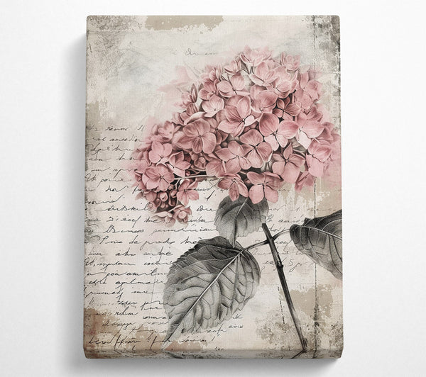  A Canvas Print of Vintage Hydrangea Canvas Print