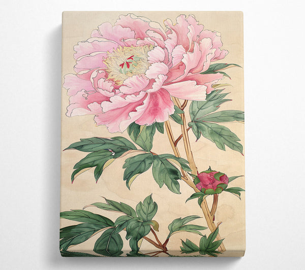  A Canvas Print of Pink Peony Canvas Art