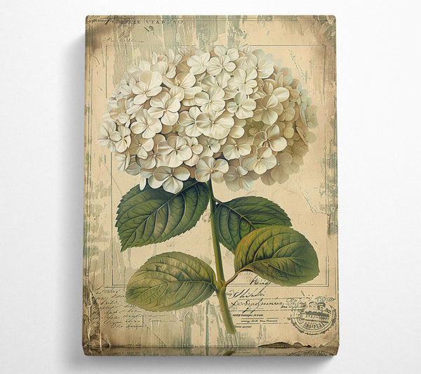  A Canvas Print of Vintage White Hydrangea Canvas Art