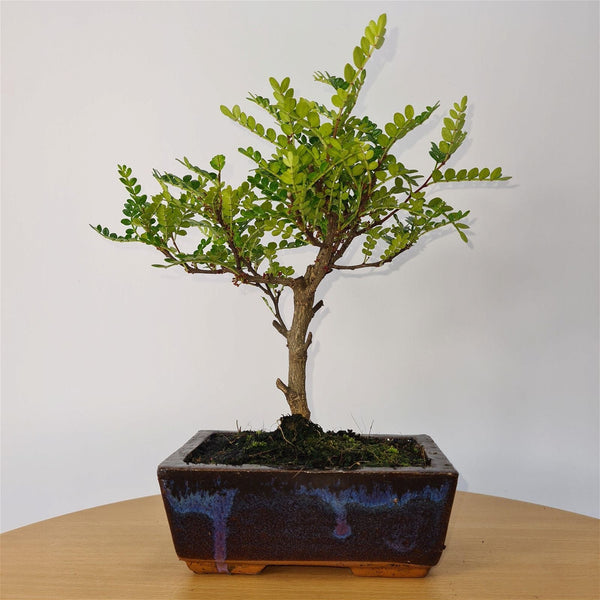 Chinese Pepper (Zanthoxylum Pipertum) Bonsai Tree | Broom | In 15cm Pot