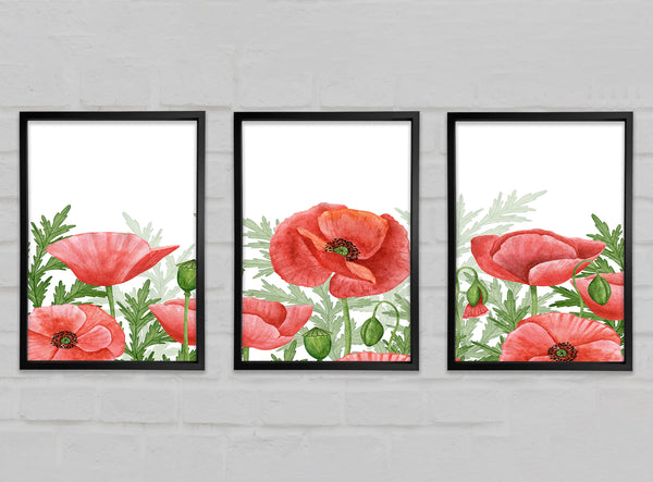 Mohnblumen Aquarell