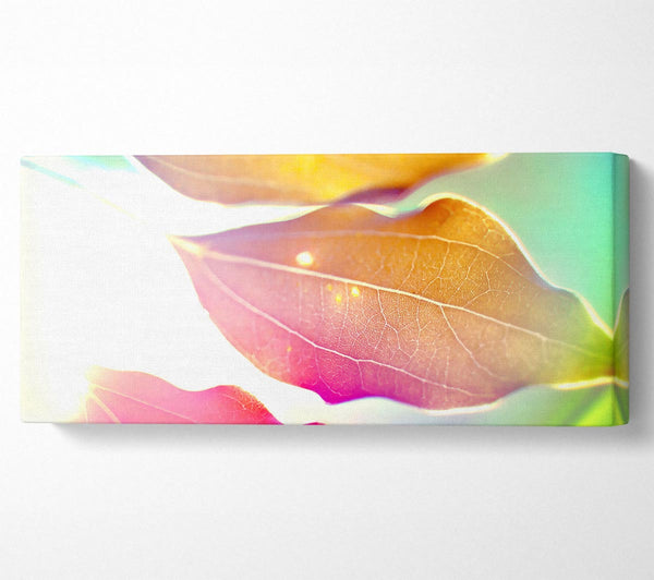 Coloured Leaves