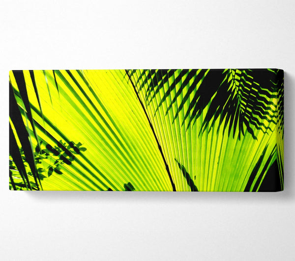Lime Palm Tree