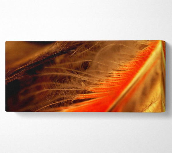 Orange Feather Macro