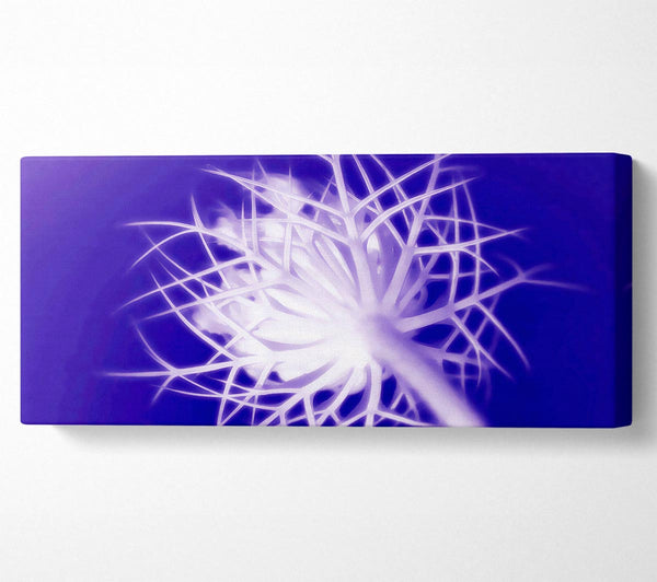 Purple Thorns