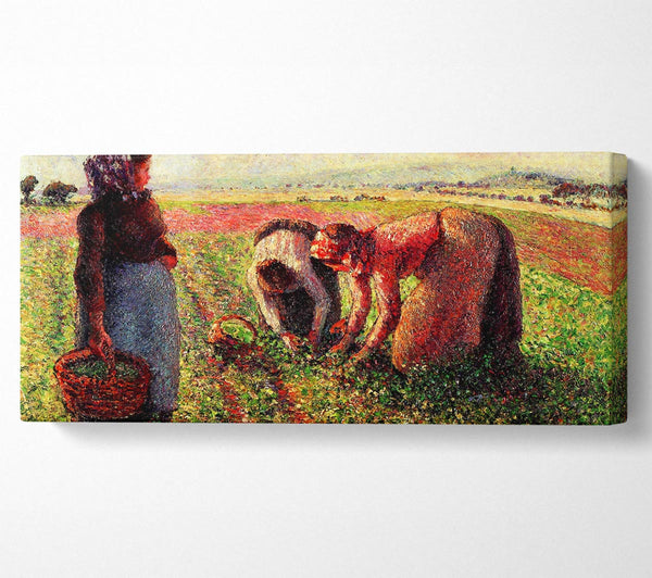 Pissarro Peas Growing In Eragny