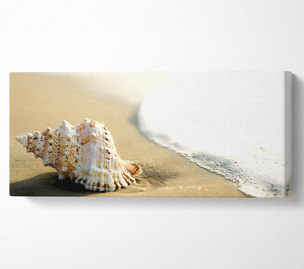 Whelk Shell On The Beach 2