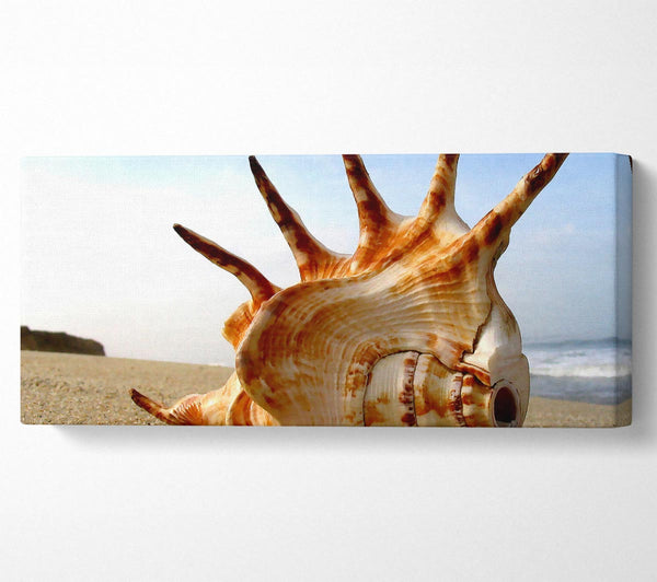 Whelk Shell On The Beach
