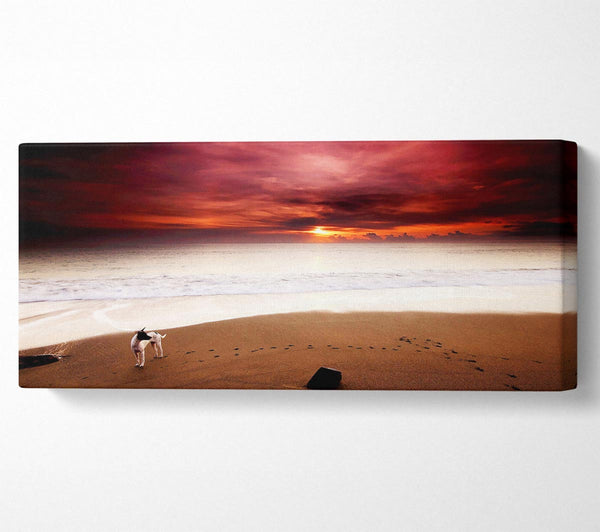 Dog On The Sunset Beach