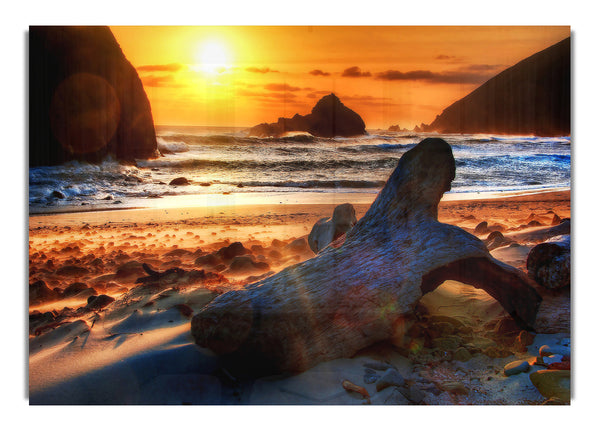 Driftwood At Sunset