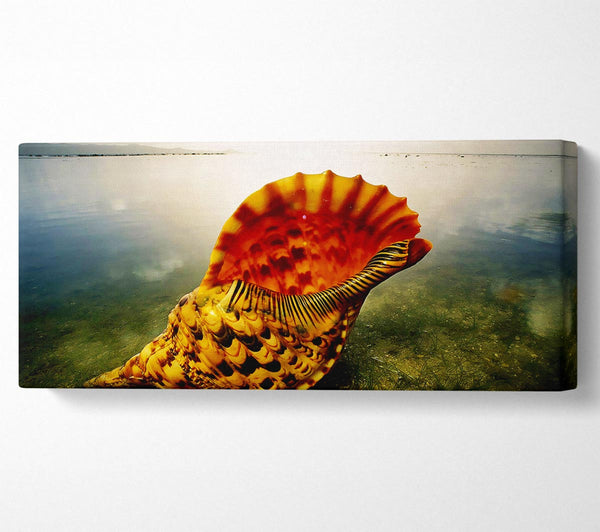 Ocean Shell