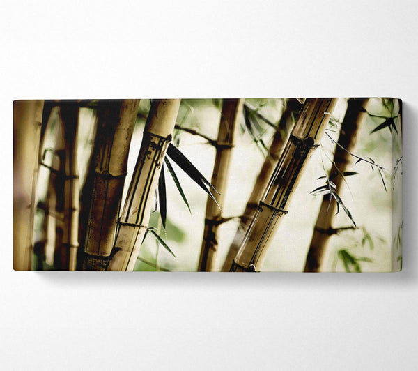 Stunning Bamboo