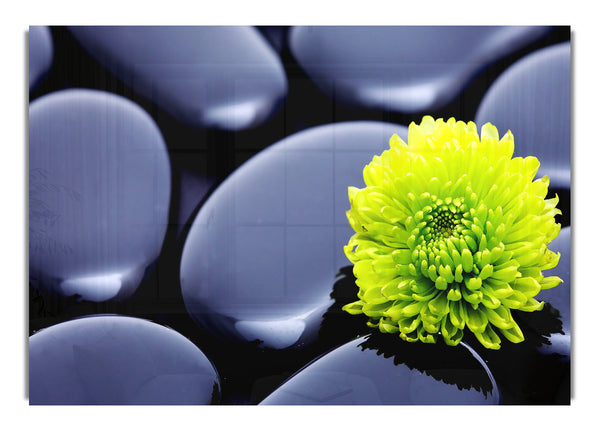 Black Zen Stones And A Yellow Mum
