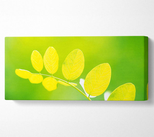 Leaves In The Golden Sun