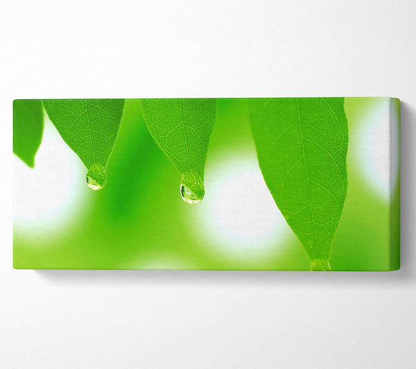 Tree Leaves With Dew