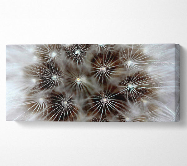 Macro Dandelion
