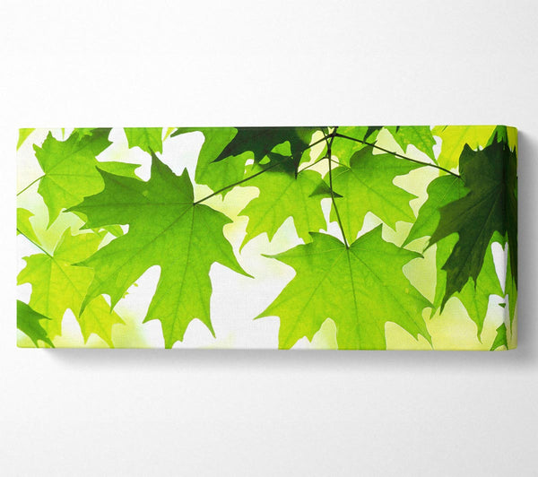 Summer Leaves
