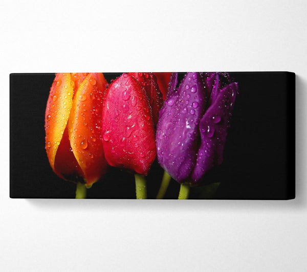 Colourful Tulips
