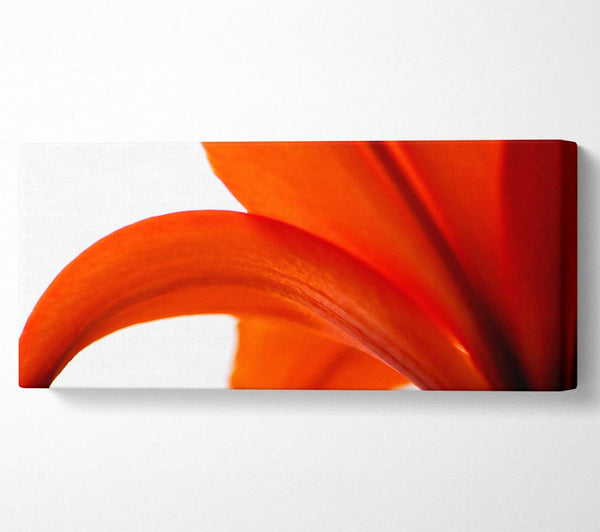 Lily On White Background
