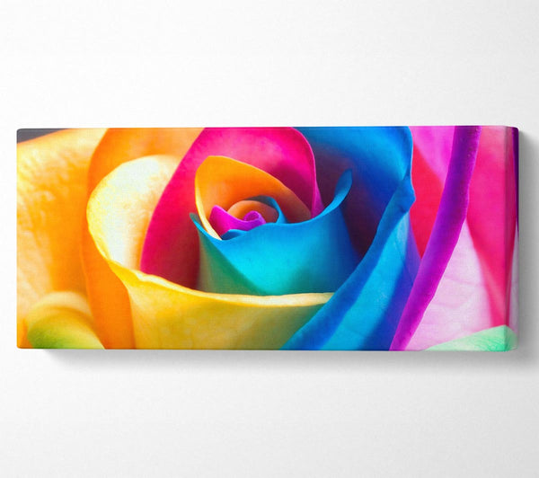 Rainbow Rose
