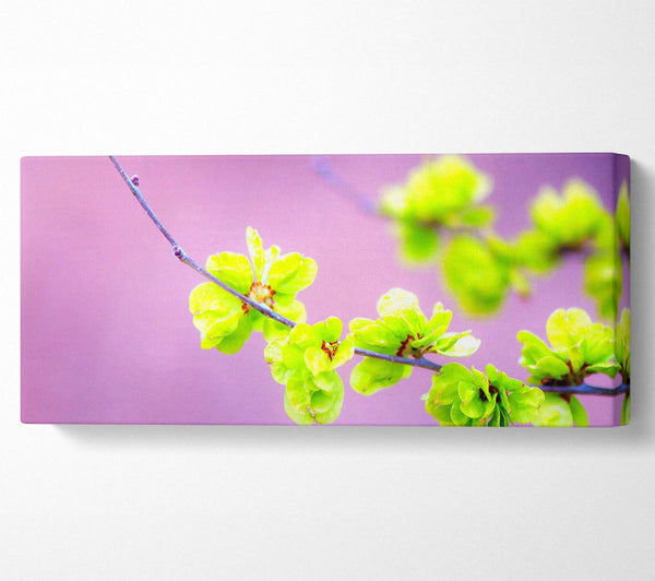 Small Green Flowers