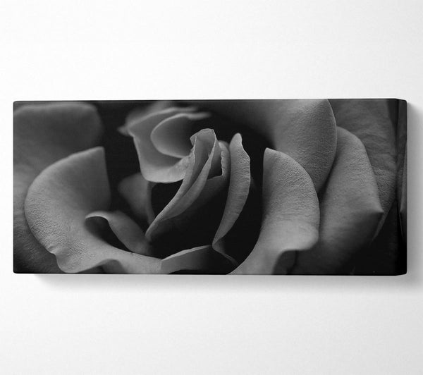 Rose B n W