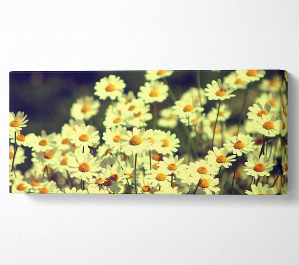 Vintage Daisies