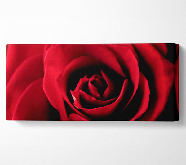 Rose Petal Beauty Red