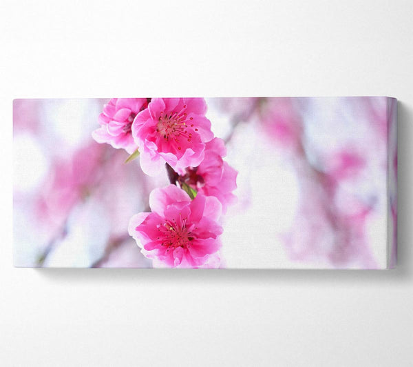 Plum Blossoms Blooming