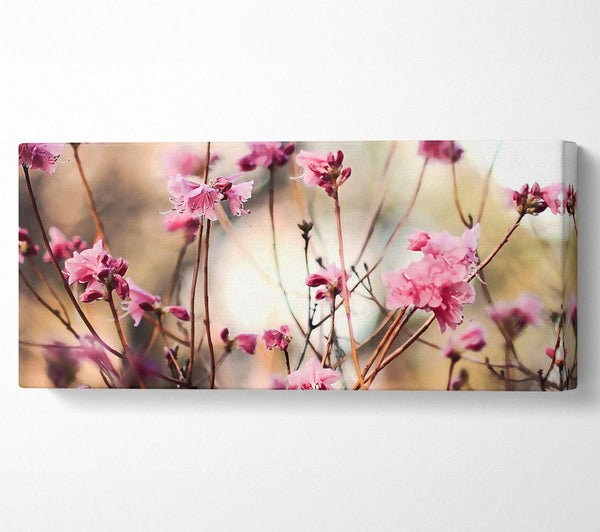 Spring Teasers