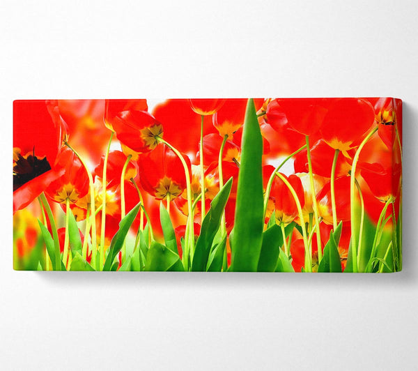 Red Tulips From Under