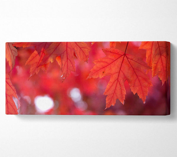 Red Autumn