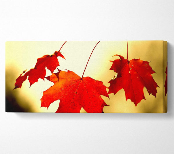 Red Oak Leaves Close Up