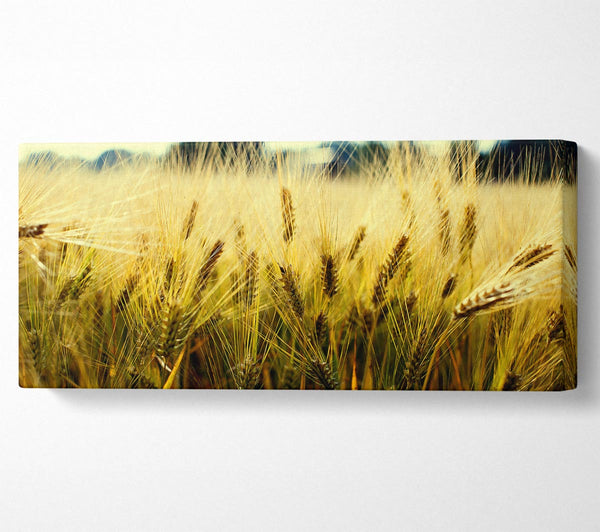 Yellow Grain
