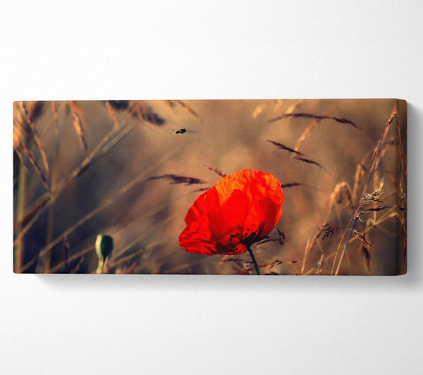 Red Poppy Field In Golden Light