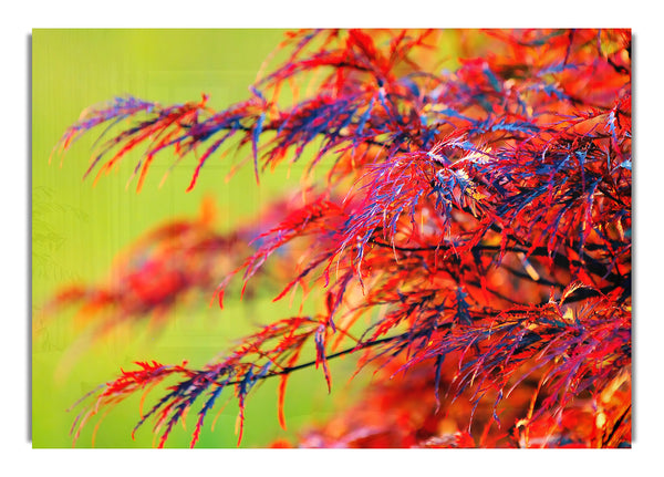 Red Leaves Shrub