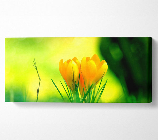 Yellow Crocus Flowers